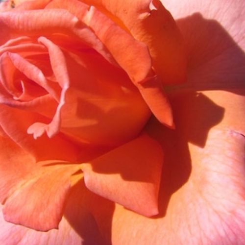 Online rózsa kertészet - teahibrid rózsa - rózsaszín - Rosa My nan™ - diszkrét illatú rózsa - John Ford - Különleges színű, dekoratív virágformájú rózsa.